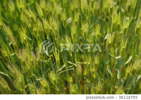 Rice, rice, Hangang Park, close-up 36118705