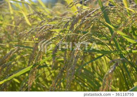 Kana Aoba who can hang his head as it grows (Sado Island / Niigata Prefecture) 36118750