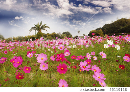 autumn autumn 36119118