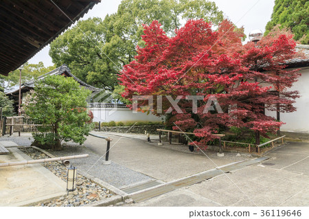 Autumn leaves of Senhornin 36119646