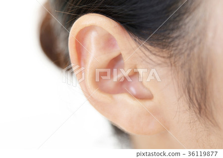 Female ear 36119877