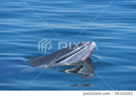 Bryde's whale in Thailand Ocean 36120261