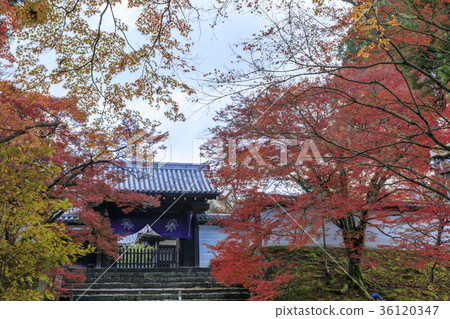 Autumn leaves at Manshuin Temple 36120347