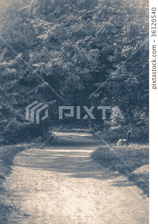 Old vintage photo. Forest park leaves road trees Old vintage photo. Forest park leaves road trees 36120540