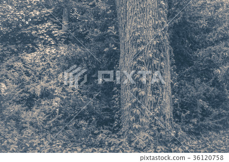 Old vintage photo. Tree trunk ivy plish Old vintage photo. Tree trunk ivy plish 36120758