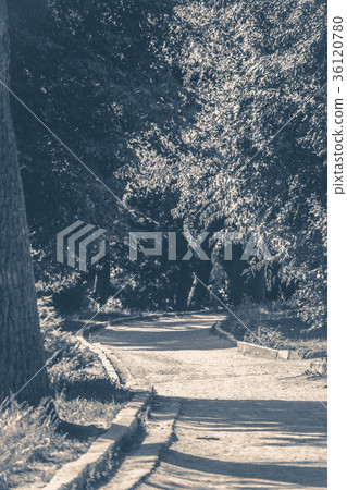 Old vintage photo. Forest park leaves road trees 36120780