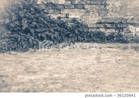 Old vintage photo. Wall brick ivy twisted 36120841