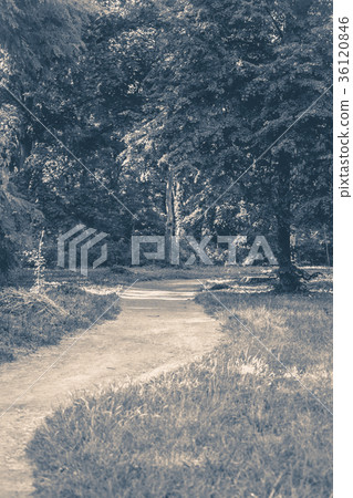 Old vintage photo. Forest park leaves road trees Old vintage photo. Forest park leaves road trees 36120846