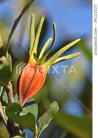 Gardenia fruit (November) 36121025