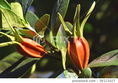 Gardenia fruit (November) 36121027