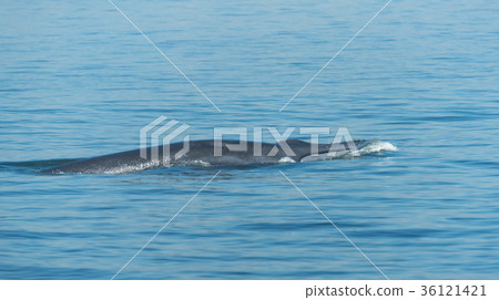 Big Bryde's Whale swim to the water surface  36121421