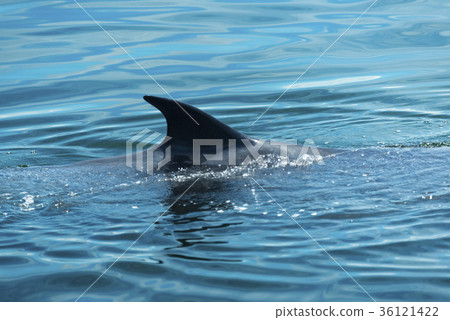 Big Bryde's Whale in Thailand 36121422