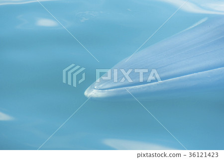 Big Bryde's Whale in Thailand Big Bryde's Whale in Thailand 36121423