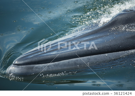 Big Bryde's Whale in Thailand Big Bryde's Whale in Thailand 36121424