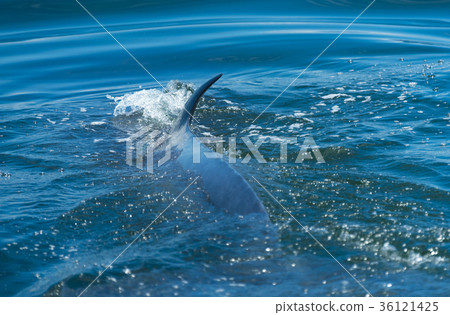 Big Bryde's Whale in Thailand Big Bryde's Whale in Thailand 36121425