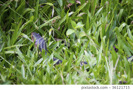 Cobras snake Cobras snake 36121715