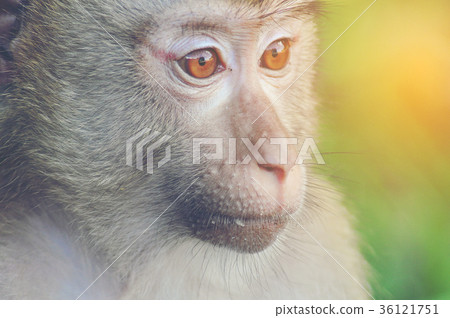 wild monkey, close-up wild monkey, close-up 36121751