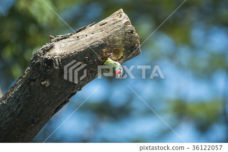 coppersmith barbet, are planting trees to nest. coppersmith barbet, are planting trees to nest. 36122057