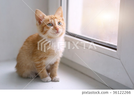 red little kitten on window sill red little kitten on window sill 36122266