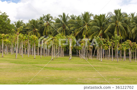Ficus religiosa or sacred fig woods in Sanya cith 36122702