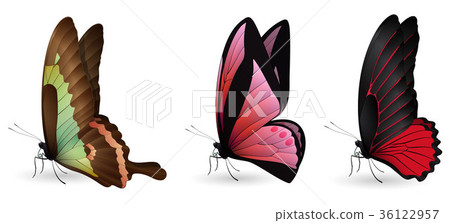 Set of colorful realistic butterflies Set of colorful realistic butterflies 36122957