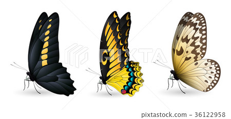 Set of colorful realistic butterflies 36122958