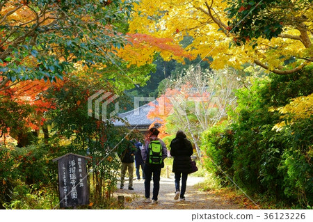 Joruri temple grounds 1 in the fall 36123226