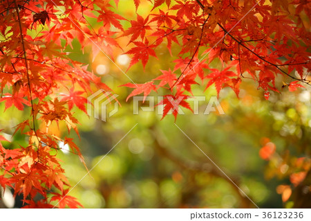 Autumn leaves 7 36123236