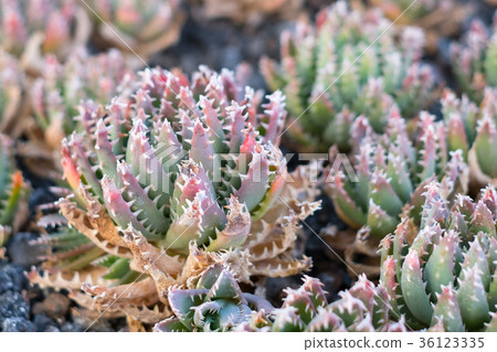 small aloe cactus plant - gold tooth aloe 36123335