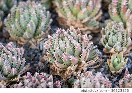 small aloe cactus plant - gold tooth aloe 36123336
