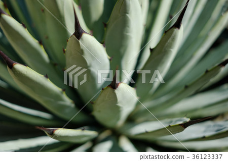 cactus plant closeup, agave cactus macro 36123337
