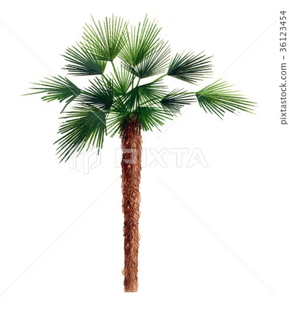 Palm trees are tropical trees with a tropical feel. 36123454