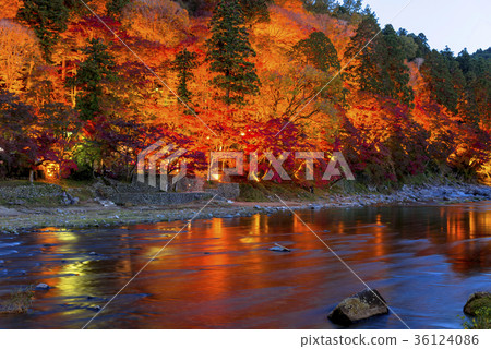 Autumn leaves and light up of Kaarashi 36124086