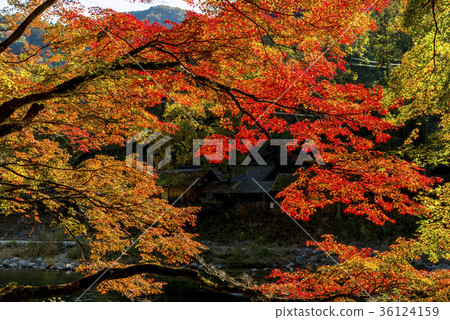 A wonderful view of Koarashii colored in autumn leaves 36124159
