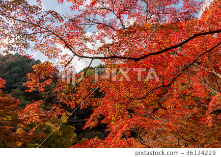 A wonderful view of Koarashii colored in autumn leaves A wonderful view of Koarashii colored in autumn leaves 36124229