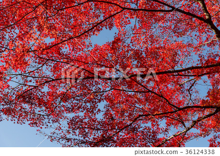 Beautiful maple leaves of the maple Beautiful maple leaves of the maple 36124338