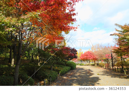 Autumn park Iroha maple autumn leaves 36124353