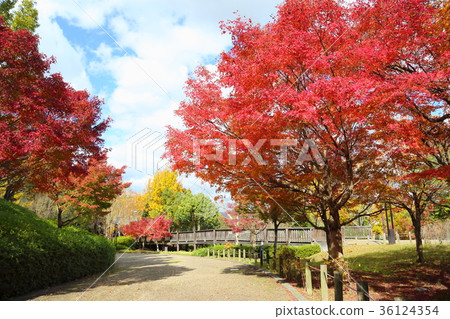 Autumn park Iroha maple autumn leaves 36124354