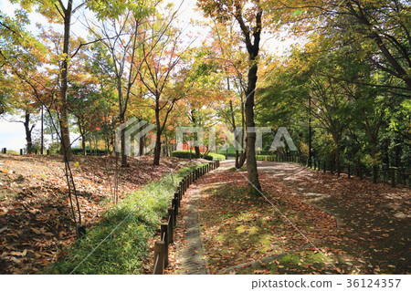 Autumn Park Wood Yellow Leaves 36124357