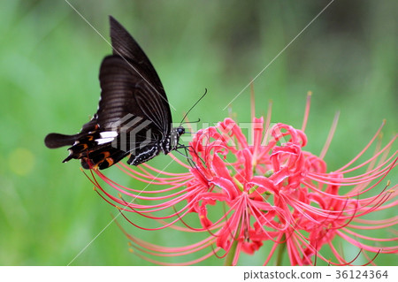 Higanki flower and Monkeyeagheha 36124364