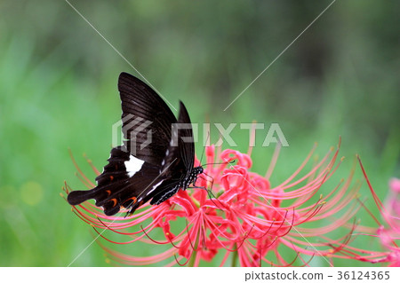 Higanki花和Monkeyeagheha 36124365