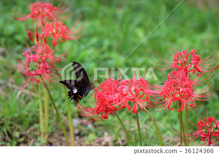 Higanki花和Monkeyeagheha 36124366