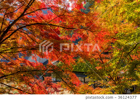 美麗的Kouraxi與明亮的紅楓樹的絕佳景色 36124377