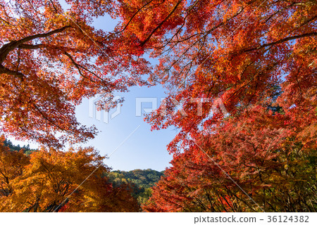 Superb view of the beautiful Kouraxi with bright red maple Superb view of the beautiful Kouraxi with bright red maple 36124382