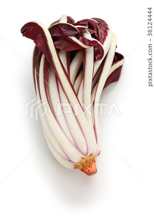 Radicchio Rosso di Treviso Tardivo Radicchio Rosso di Treviso Tardivo 36124444