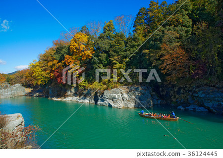 Nagahagi's autumn leaves and Nagahagi line down Nagahagi's autumn leaves and Nagahagi line down 36124445