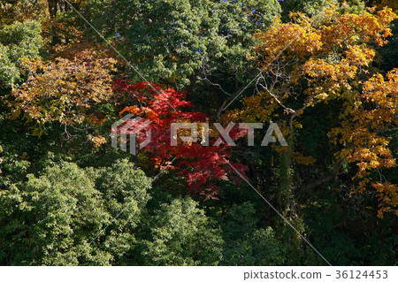 Nagatoro秋葉 Nagatoro秋葉 36124453