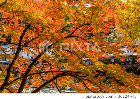 Beautiful Koarashii of autumn leaves 36124475