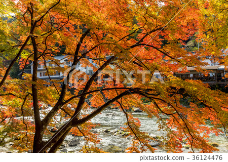 Beautiful Koarashii of autumn leaves Beautiful Koarashii of autumn leaves 36124476