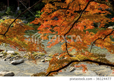 Beautiful Koarashii of autumn leaves 36124477